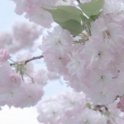 兽设校园场景设计FurryQQ群